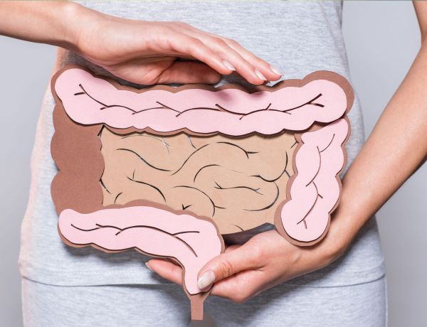 Hände halten ein anatomisches Modell des menschlichen Darms als Symbol für Verdauung.