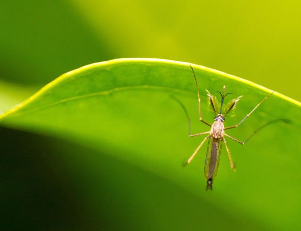 Nahaufnahme einer Mücke auf einem frischen grünen Blatt in der Natur.