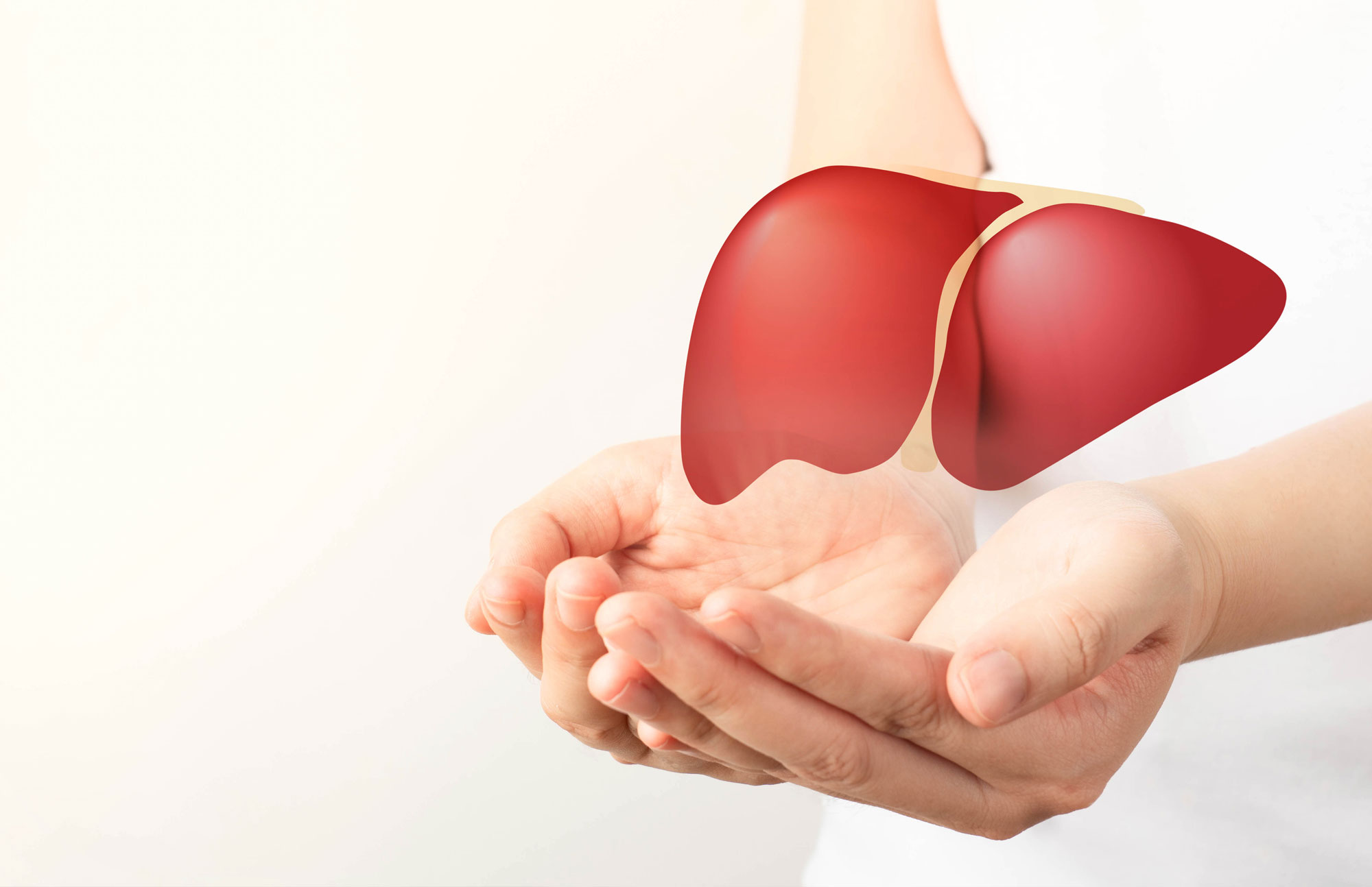 Hände halten ein rotes 3D-Modell einer menschlichen Leber als Zeichen für Organ- und Lebergesundheit.